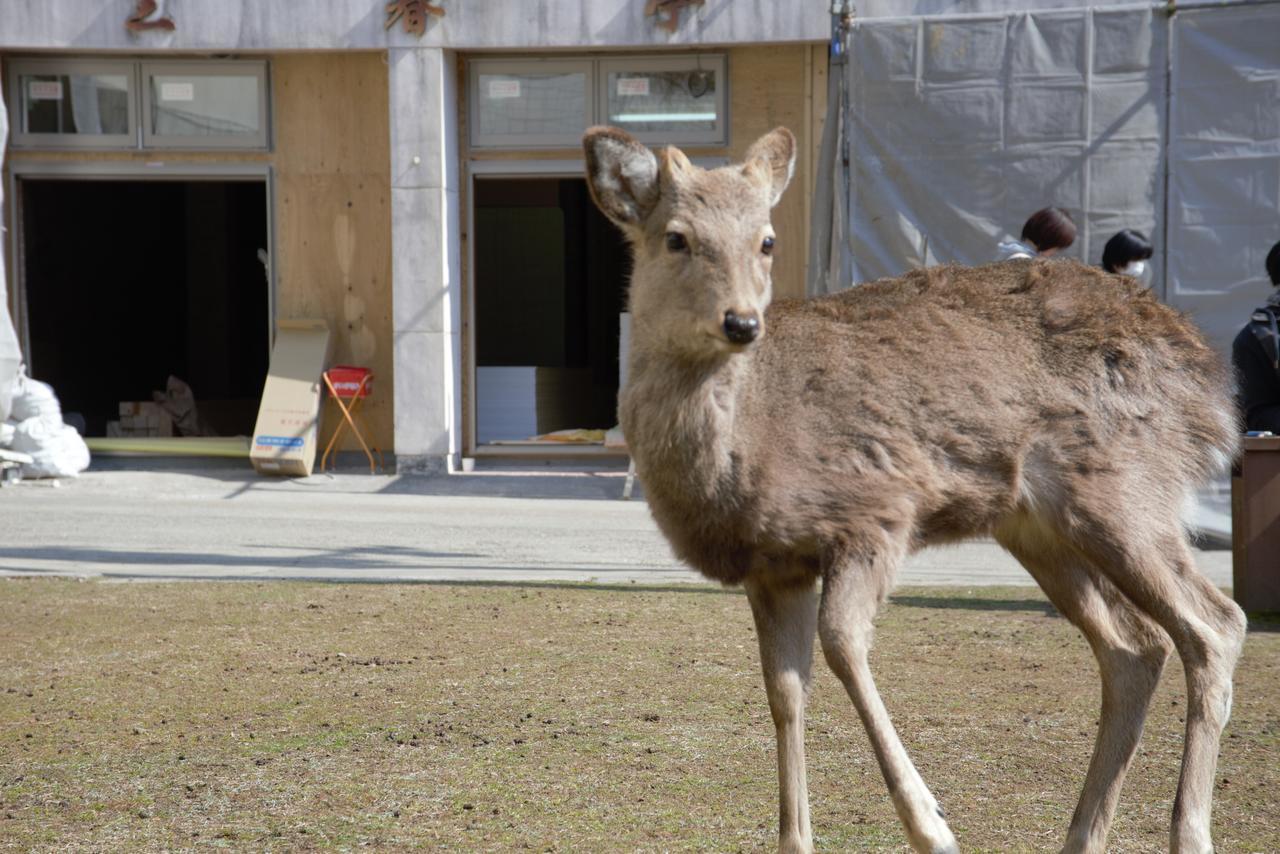 Mountain Home Lodge In Deer Park Nara Zewnętrze zdjęcie